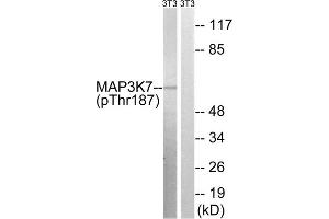 Western blot analysis of extracts from 3T3 cells, treated with heat shock, using MAP3K7 (Phospho-Thr187) antibody. (MAP3K7 antibody  (pThr187))