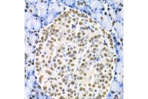 Immunohistochemistry of paraffin-embedded rat pancreas using HNF4A antibody at dilution of 1:200 (400x lens). (HNF4A antibody)
