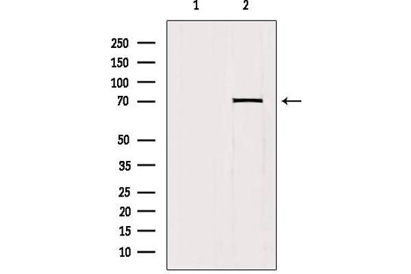 HKR1 antibody