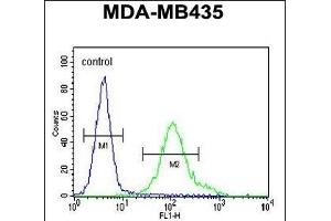 GRIN2A Antibody (C-term) (ABIN655337 and ABIN2844902) flow cytometric analysis of MDA-M cells (right histogram) compared to a negative control cell (left histogram). (NMDAR2A antibody  (C-Term))