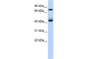 WB Suggested Anti-KLF2 Antibody Titration:  0.