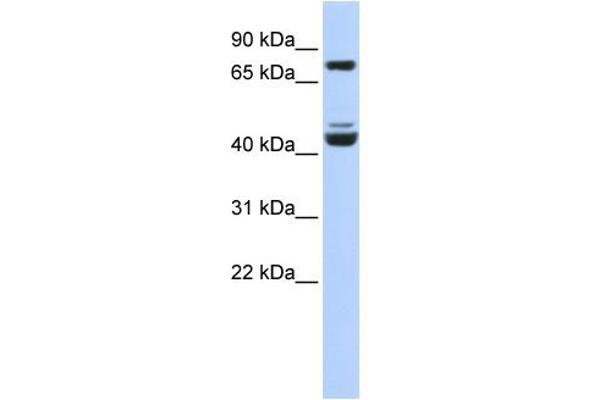 KLF2 antibody  (Middle Region)