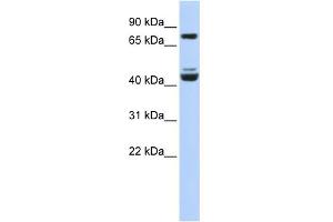 WB Suggested Anti-KLF2 Antibody Titration:  0. (KLF2 antibody  (Middle Region))