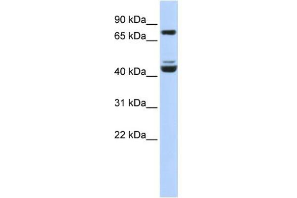 KLF2 抗体  (Middle Region)