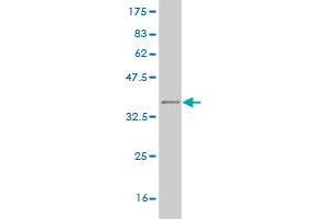 Western Blot detection against Immunogen (35.