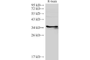 Western Blot analysis of Rat brain using LDHC Polycloanl Antibody at dilution of 1:2000 (Lactate Dehydrogenase C antibody)