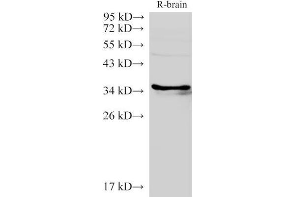 Lactate Dehydrogenase C antibody