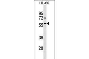 ACVR1 Antibody (ABIN391154 and ABIN2841264) western blot analysis in HL-60 cell line lysates (35 μg/lane). (ACVR1 antibody  (AA 138-170))