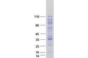 Validation with Western Blot (AARS Protein (Myc-DYKDDDDK Tag))