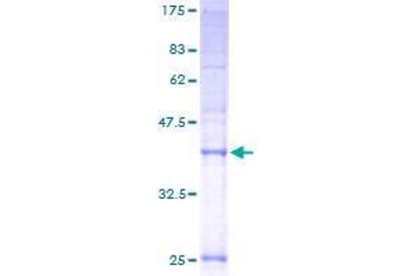 TMEM138 Protein (AA 1-162) (GST tag)