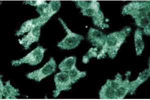 Immunofluoresent staining of ES2 cells with anti-CD105/endoglin antibody. (Endoglin antibody  (AA 24-144))