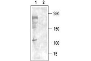 Western blot analysis of rat brain membranes: - 1. (CACNA1I antibody  (Intracellular))