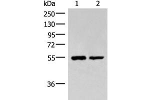 Western blot analysis of Raji and K562 cell lysates using RUVBL1 Polyclonal Antibody at dilution of 1:2200
