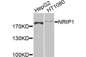 Western blot analysis of extracts of various cells, using NRIP1 antibody. (NRIP1 antibody)