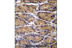 UPRT Antibody (C-term) (ABIN657295 and ABIN2846381) immunohistochemistry analysis in formalin fixed and paraffin embedded human stomach tissue followed by peroxidase conjugation of the secondary antibody and DAB staining. (UPRT antibody  (C-Term))