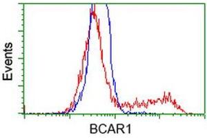 Image no. 2 for anti-Breast Cancer Anti-Estrogen Resistance 1 (BCAR1) antibody (ABIN1496832) (BCAR1 antibody)