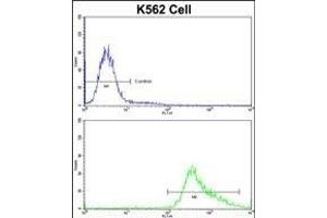 Flow cytometric analysis of K562 cells using GDF10 Antibody (Center)(bottom histogram) compared to a negative control cell (top histogram)FITC-conjugated goat-anti-rabbit secondary antibodies were used for the analysis.