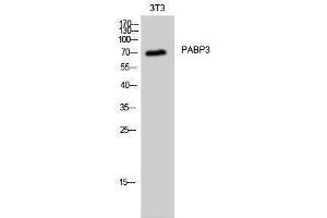 Western Blotting (WB) image for anti-Poly(A) Binding Protein, Cytoplasmic 3 (PABPC3) (Internal Region) antibody (ABIN3186306)