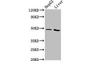 Western Blot Positive WB detected in: HepG2 whole cell lysate, Rat liver tissue All lanes: APMAP antibody at 3.