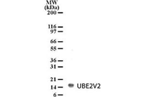Detection of UBE2V2 in HL-60 cell lysate with UBE2V2 polyclonal antibody  at 2 ug/mL dilution. (UBE2V2 antibody  (AA 12-28))