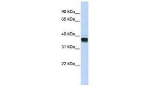 NUDT18 antibody  (AA 252-301)