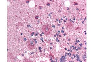 Anti-SOX3 antibody IHC of human brain, cerebellum. (SOX3 antibody  (AA 80-129))