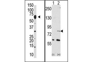 Image no. 1 for anti-Negative Regulator of Ubiquitin-Like Proteins 1 (NUB1) (N-Term) antibody (ABIN357741) (NUB1 antibody  (N-Term))