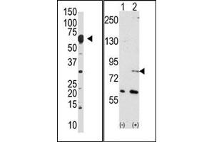 Image no. 1 for anti-Negative Regulator of Ubiquitin-Like Proteins 1 (NUB1) (N-Term) antibody (ABIN357741)