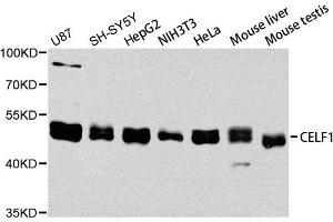 Western blot analysis of extracts of various cell lines, using CELF1 antibody. (CELF1 antibody)