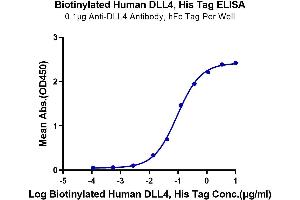 Immobilized Anti-DLL4 Antibody, hFc Tag at 1 μg/mL (100 μL/Well) on the plate. (DLL4 Protein (AA 27-524) (His-Avi Tag,Biotin))