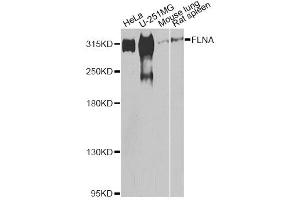 Western blot analysis of extracts of various cell lines, using FLNA antibody (ABIN5975863) at 1/500 dilution. (Filamin A antibody)
