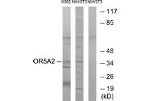 Western blot analysis of extracts from NIH-3T3/K562 cells, using OR5A2 Antibody. (OR5A2 antibody  (AA 267-316))