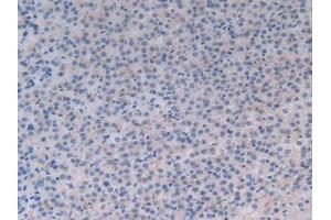 Detection of MFGE8 in Rat Adrenal Gland Tissue using Polyclonal Antibody to Milk Fat Globule EGF Factor 8 (MFGE8) (MFGE8 antibody  (AA 73-421))