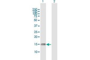Western Blot analysis of GADD45G expression in transfected 293T cell line by GADD45G MaxPab polyclonal antibody. (GADD45G antibody  (AA 1-159))
