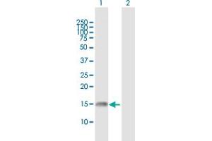 Western Blot analysis of GADD45G expression in transfected 293T cell line by GADD45G MaxPab polyclonal antibody.