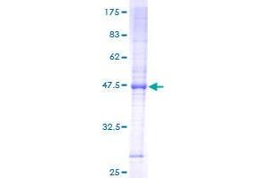 TIMM23 Protein (AA 1-209) (GST tag)