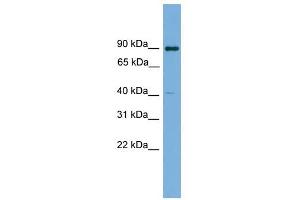 KCTD16 antibody used at 1 ug/ml to detect target protein. (KCTD16 antibody  (N-Term))