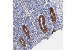 Immunohistochemical staining of human uterine corpus with DCTPP1 polyclonal antibody  shows strong cytoplasmic and nuclear positivity in glandular cells at 1:200-1:500 dilution.