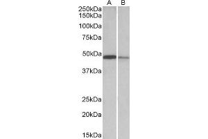 ABIN768549 (0. (TXNDC5 antibody  (AA 281-295))