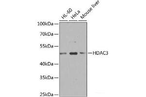 Western blot analysis of extracts of various cell lines using HDAC3 Polyclonal Antibody at dilution of 1:1000. (HDAC3 antibody)