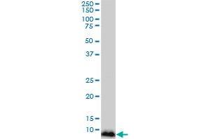 NDUFB3 monoclonal antibody (M01), clone 6C6. (NDUFB3 antibody  (AA 13-65))