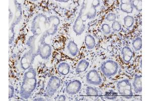 Immunoperoxidase of monoclonal antibody to LRIT3 on formalin-fixed paraffin-embedded human small Intestine. (LRIT3 antibody  (AA 422-496))
