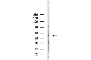 Western blot analysis of lysates from PC12 cells(LPS, 4h treatment), using ORC4L Antibody at 1/1000 dilution.