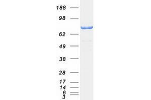 Validation with Western Blot (Calpain 2 Protein (CAPN2) (Myc-DYKDDDDK Tag))