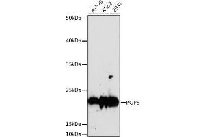 Western blot analysis of extracts of various cell lines, using POP5 antibody (ABIN7269528) at 1:1000 dilution. (POP5 antibody  (AA 50-150))