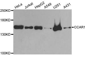 Western blot analysis of extracts of various cell lines, using CCAR1 antibody. (CCAR1 antibody  (AA 1-200))