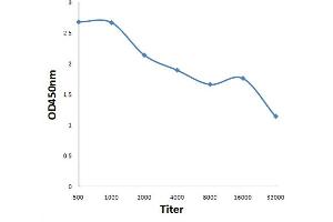 Antigen: 0. (RAPGEF3 antibody  (AA 301-400))