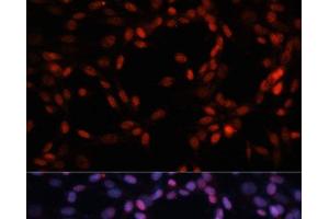 Immunofluorescence (IF) image for anti-Minichromosome Maintenance Complex Component 5 (MCM5) antibody (ABIN7257096)