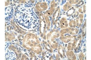 C19ORF28 antibody was used for immunohistochemistry at a concentration of 4-8 ug/ml to stain Epithelial cells of renal tubule (arrows) in Human Kidney. (C19orf28 antibody  (Middle Region))