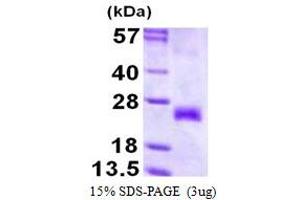 Image no. 1 for Tumor Necrosis Factor Receptor Superfamily, Member 9 (TNFRSF9) protein (His tag) (ABIN1098269)